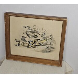 Vintage Paul Jerrard Ornithological Lithograph Print Bird Fruits Foliage Framed